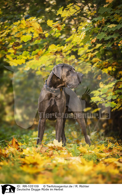 Deutsche Dogge Rde im Herbst / male Great Dane in autumn / RR-105109