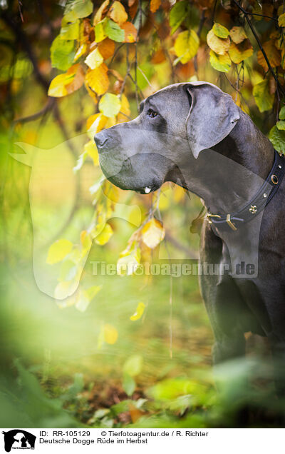 Deutsche Dogge Rde im Herbst / male Great Dane in autumn / RR-105129