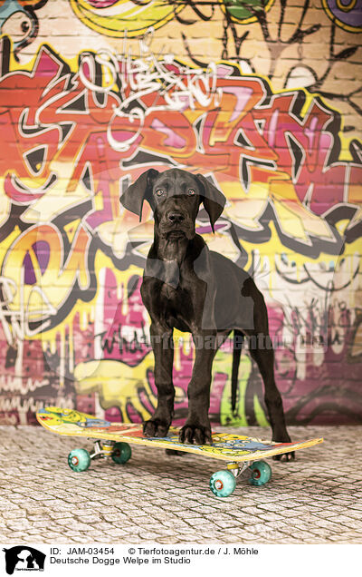 Deutsche Dogge Welpe im Studio / Great Dane Puppy in studio / JAM-03454
