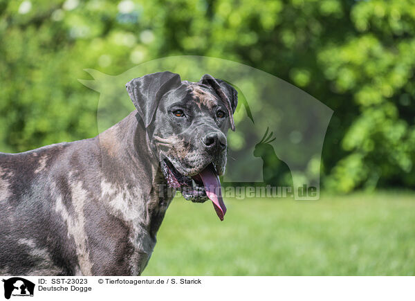 Deutsche Dogge / Great Dane / SST-23023