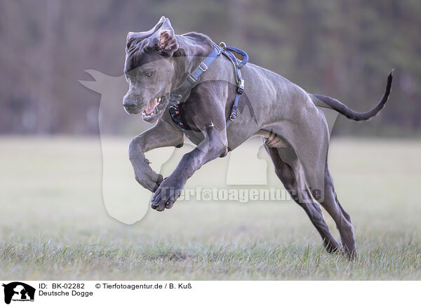 Deutsche Dogge / Great Dane / BK-02282