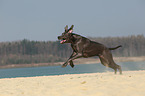 rennende Deutsche Dogge