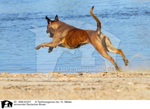 rennender Deutscher Boxer / KMI-02351