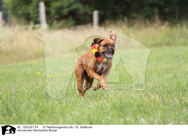 rennender Deutscher Boxer / running German Boxer / DG-02174