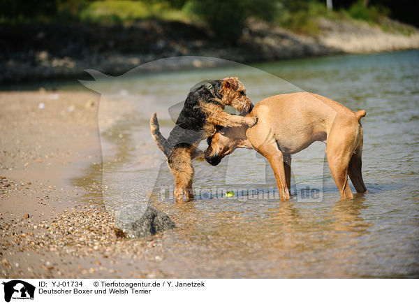 Deutscher Boxer und Welsh Terrier / YJ-01734
