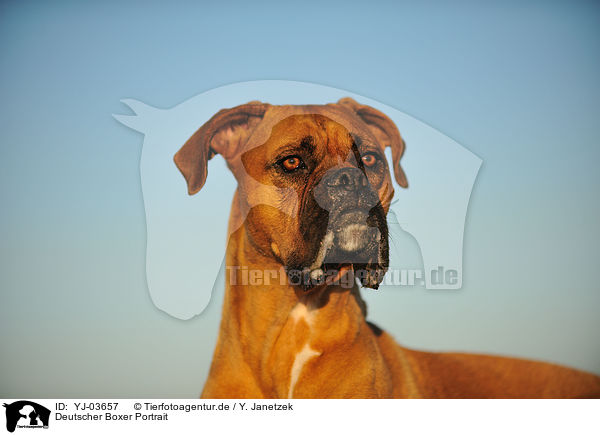 Deutscher Boxer Portrait / German Boxer Portrait / YJ-03657