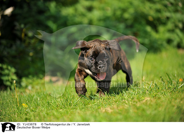 Deutscher Boxer Welpe / German Boxer Puppy / YJ-03678