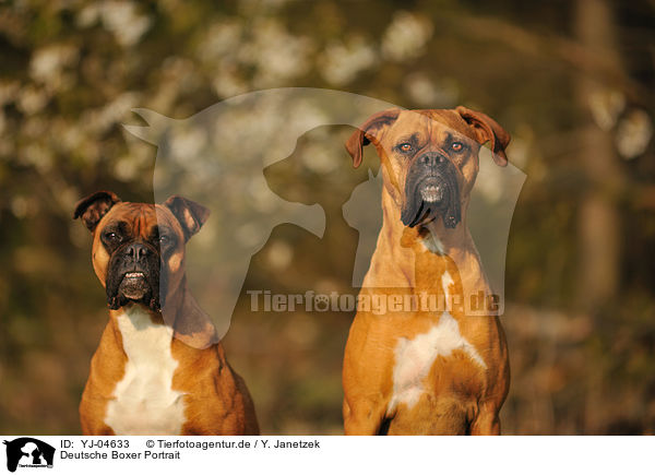 Deutsche Boxer Portrait / German Boxer Portrait / YJ-04633