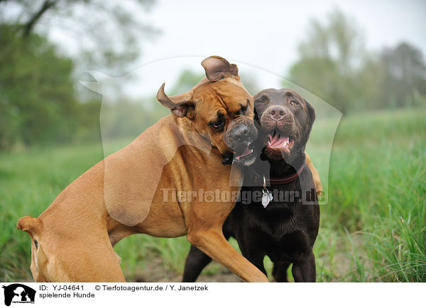 spielende Hunde / playing dogs / YJ-04641