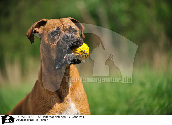 Deutscher Boxer Portrait / German Boxer Portrait / YJ-04642