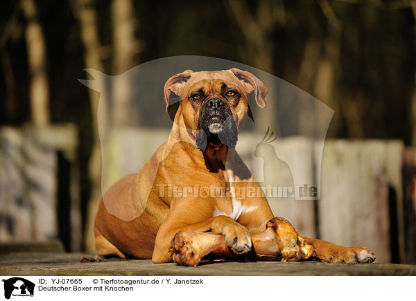 Deutscher Boxer mit Knochen / German Boxer with bone / YJ-07665