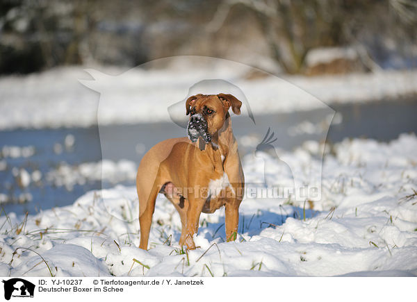 Deutscher Boxer im Schee / German Boxer in the snow / YJ-10237
