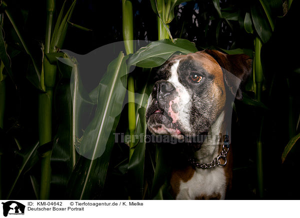 Deutscher Boxer Portrait / KMI-04642