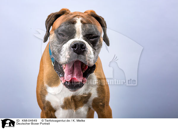 Deutscher Boxer Portrait / KMI-04649