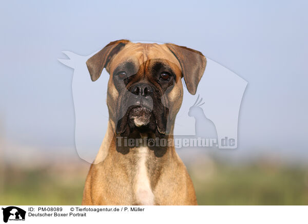 Deutscher Boxer Portrait / PM-08089