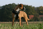 Deutscher Boxer