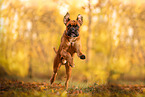 Deutscher Boxer im Herbst