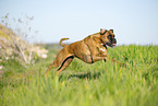 Deutscher Boxer im Sommer