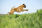 Deutscher Boxer im Sommer