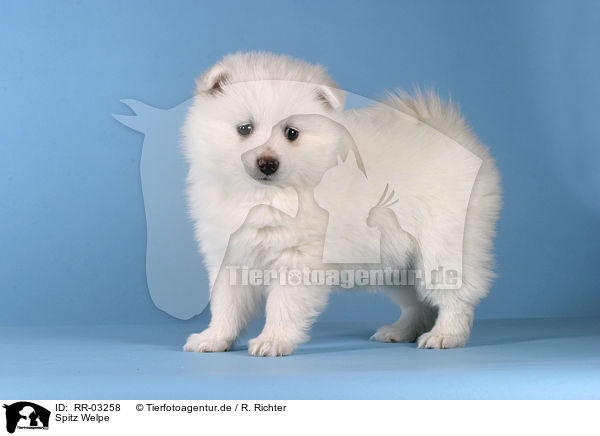 Spitz Welpe / Pomeranian Puppy / RR-03258