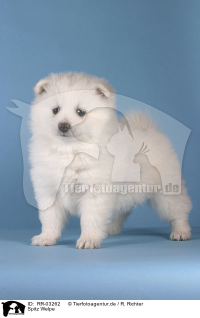 Spitz Welpe / Pomeranian Puppy / RR-03262