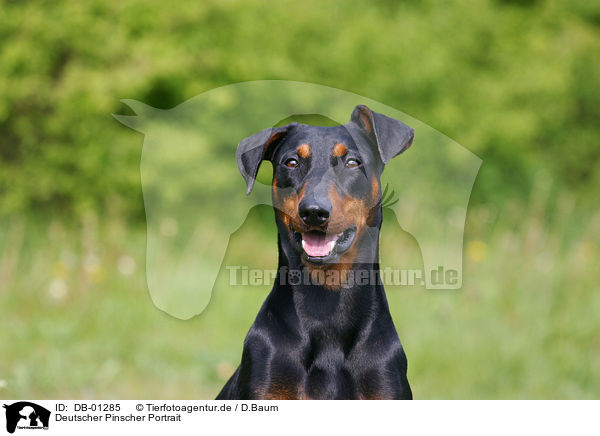 Deutscher Pinscher Portrait / dog head / DB-01285