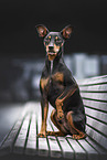 Deutscher Pinscher Rde