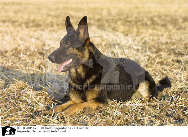 liegender Deutscher Schferhund / lying German Shepherd / IP-00147