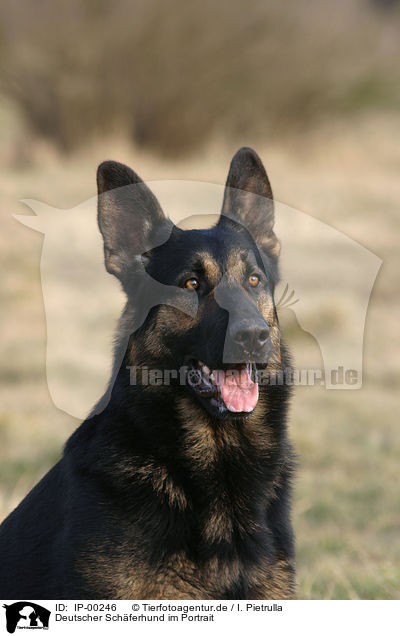 Deutscher Schferhund im Portrait / Portrait of a German Shepherd / IP-00246