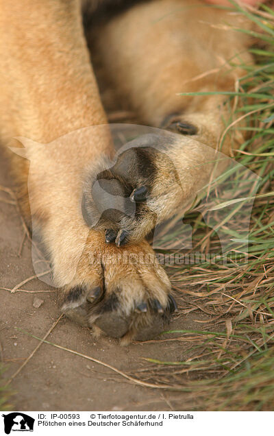 Pftchen eines Deutscher Schferhund / paws of a german shepherd / IP-00593
