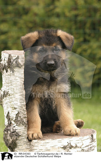 sitzender Deutscher Schferhund Welpe / sitting German Shepherd puppy / RR-04393
