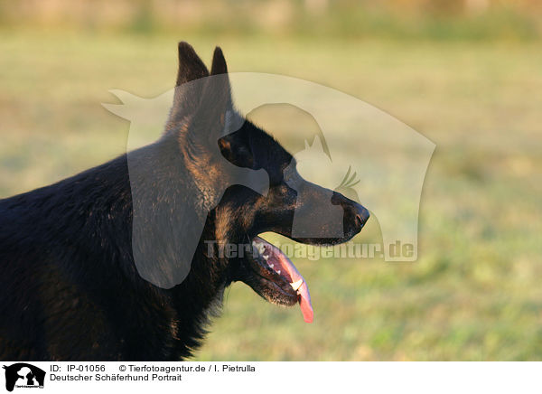 Deutscher Schferhund Portrait / German Shepherd portrait / IP-01056