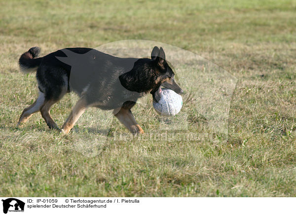spielender Deutscher Schferhund / IP-01059