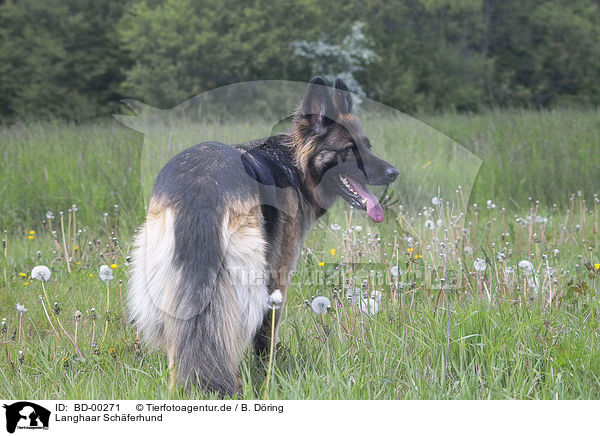 Langhaar Schferhund / longhaired Shepherd / BD-00271