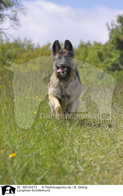 Langhaar Schferhund / longhaired Shepherd / BD-00273