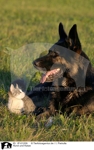 Hund und Katze / cat and dog / IP-01209