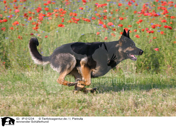 rennender Schferhund / running german shepherd / IP-01234