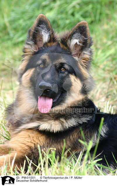 Deuscher Schferhund / German Shepherd / PM-01001