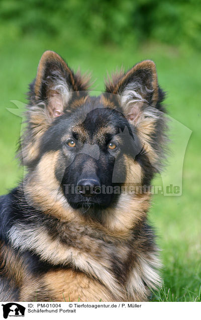 Schferhund Portrait / German Shepherd Portrait / PM-01004