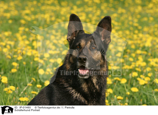 Schferhund Portrait / shepherd portrait / IP-01460