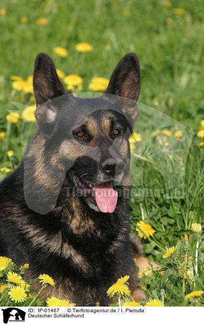 Deutscher Schferhund / German Shepherd / IP-01467