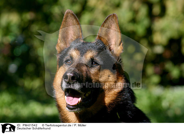 Deutscher Schferhund / German Shepherd / PM-01542