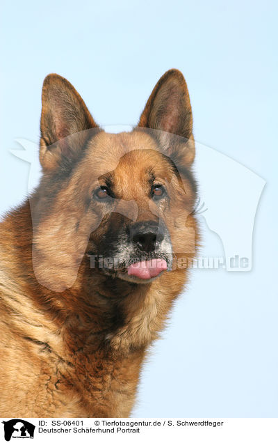 Deutscher Schferhund Portrait / German Shepherd Portrait / SS-06401