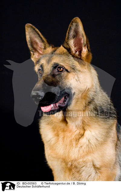 Deutscher Schferhund / German Shepherd / BD-00583