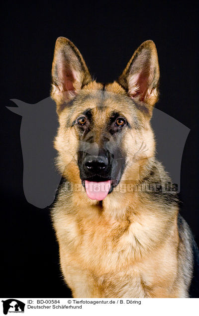 Deutscher Schferhund / German Shepherd / BD-00584