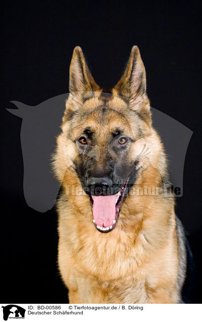 Deutscher Schferhund / German Shepherd / BD-00586