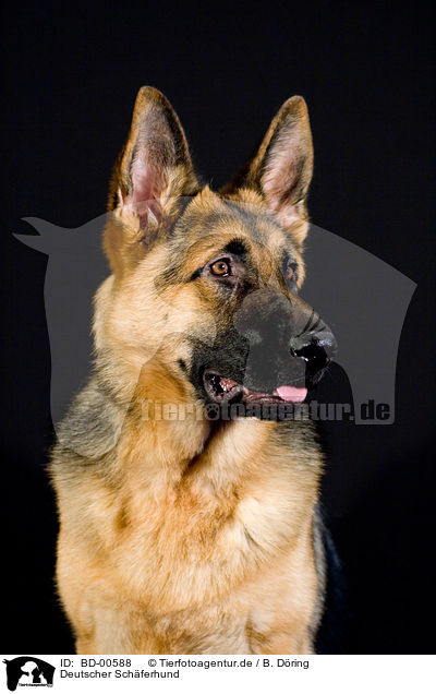 Deutscher Schferhund / German Shepherd / BD-00588