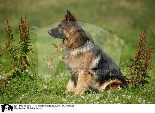 Deutscher Schferhund / German Shepherd / RR-15556