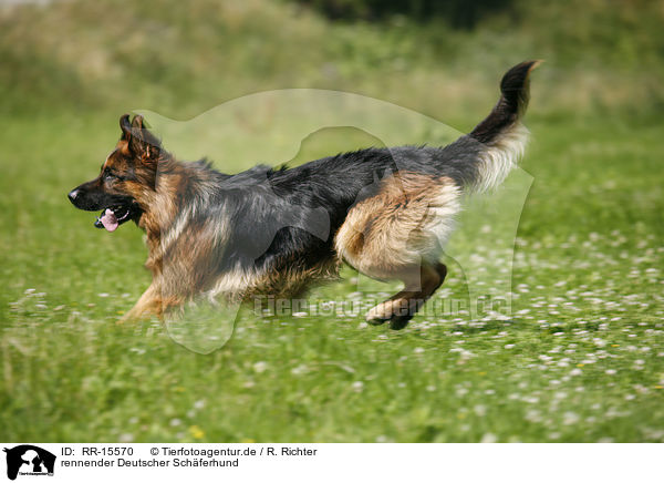 rennender Deutscher Schferhund / running German Shepherd / RR-15570