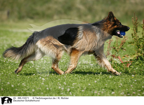 Deutscher Schferhund / German Shepherd / RR-15571